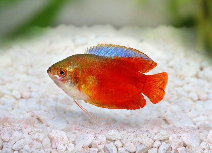 Plameni patuljak Gourami