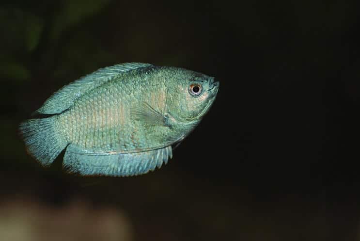 Patuljak Gourami Plivanje