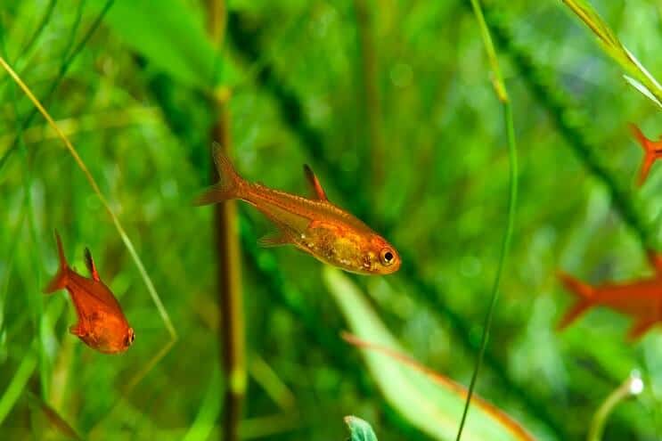 Ember Tetra Kupanje