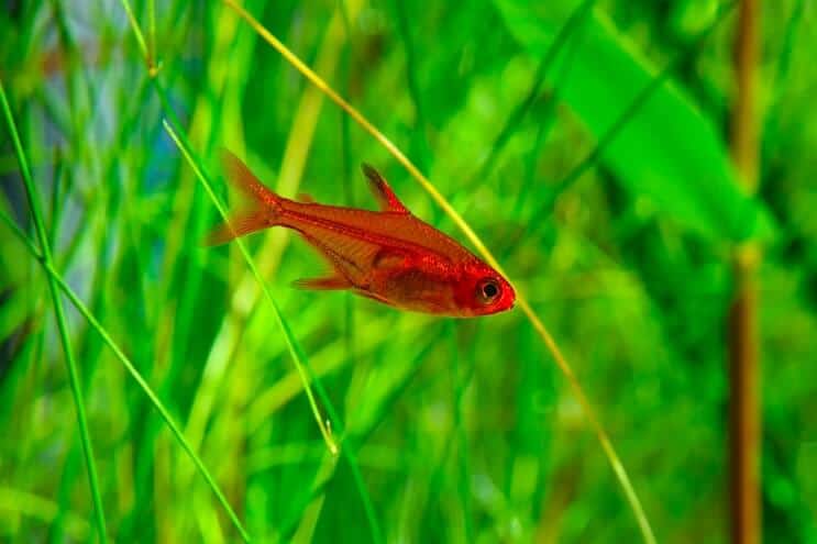 Vatrena Tetra