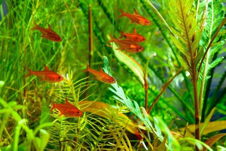 Prijatelji tenka Ember Tetra