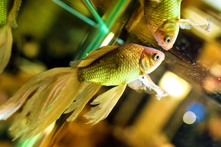 Fantail Zlatna ribica