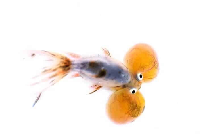 Zlatna ribica Bubble Eye