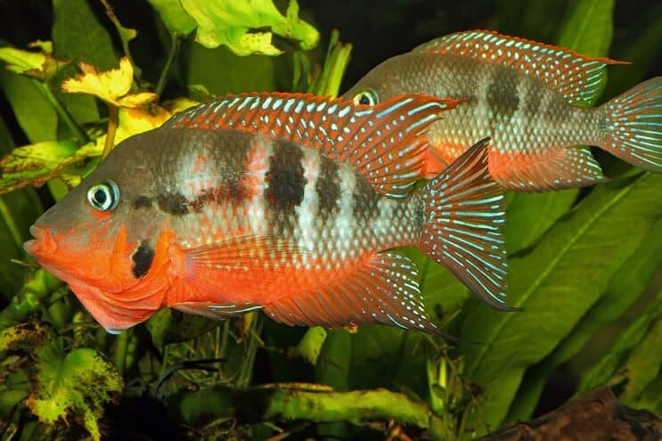 Firemouth Cichlid muško i žensko