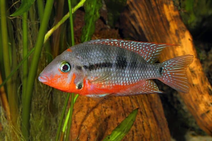 Firemouth Cichlid plivanje