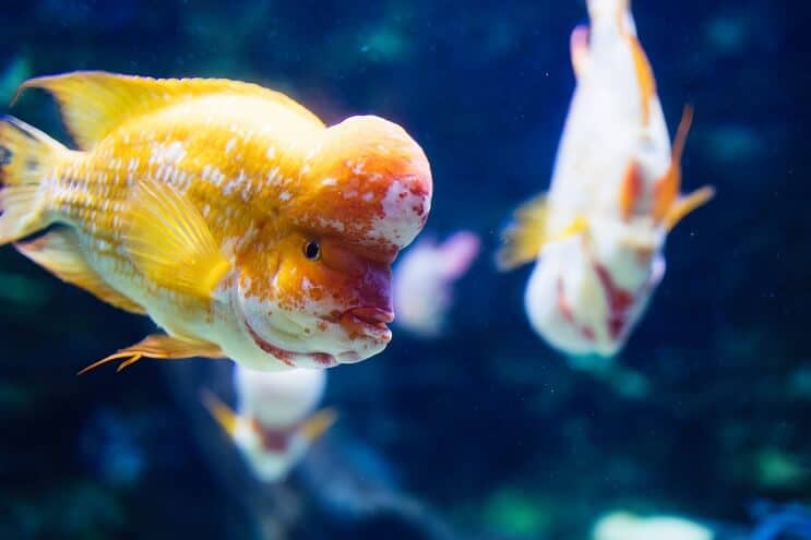 Cvjetni rog Cichlid