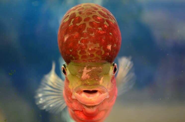 Cvjetni rog Cichlid s prednje strane