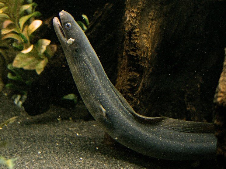 Moray jegulja
