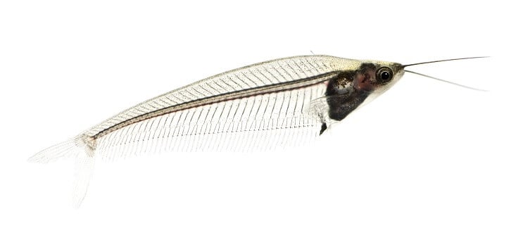 Izgled staklenog soma