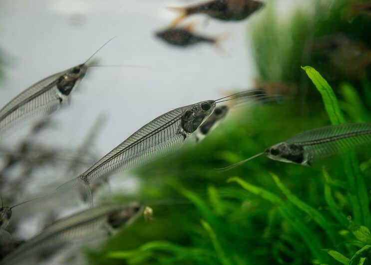 Stakleni som u akvariju