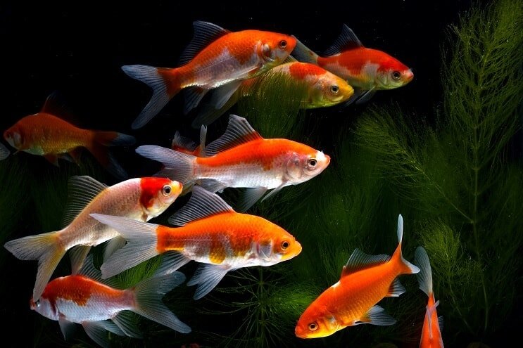 Koi Zlatna ribica