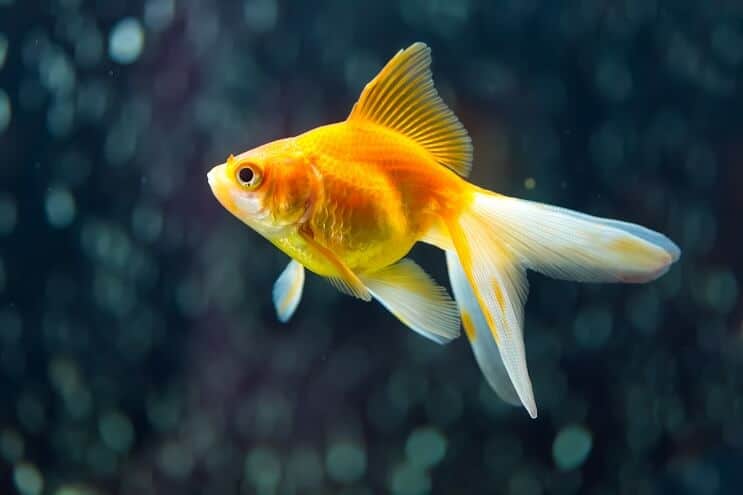 Fantail Zlatna ribica