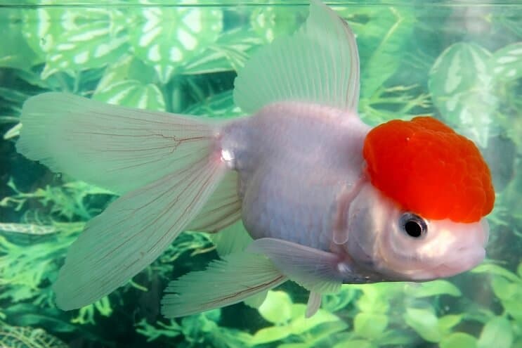 Zlatna ribica Oranda