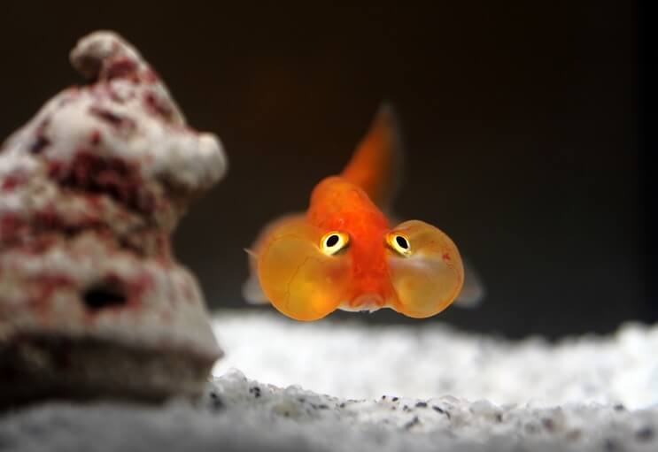 Zlatna ribica Bubble Eye