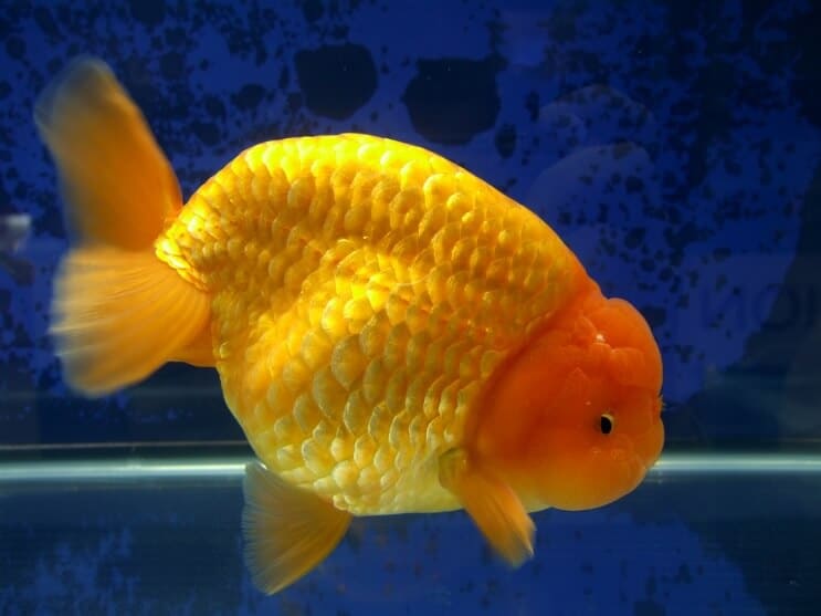 Ranchu Zlatna ribica