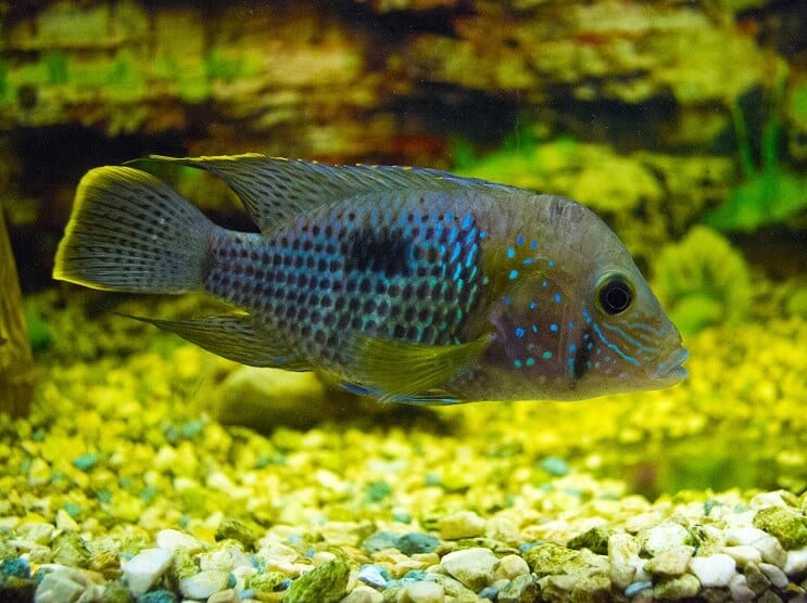 Zeleni teror Cichlid