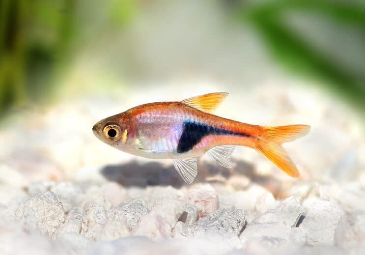 Izgled Harlequin Rasbora