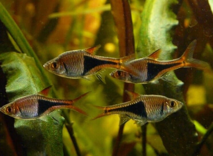 Uvjeti spremnika Harlequin Rasbora