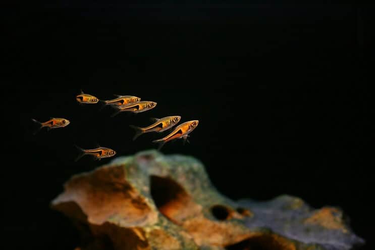 Harlekin Rasbora Tank Mates