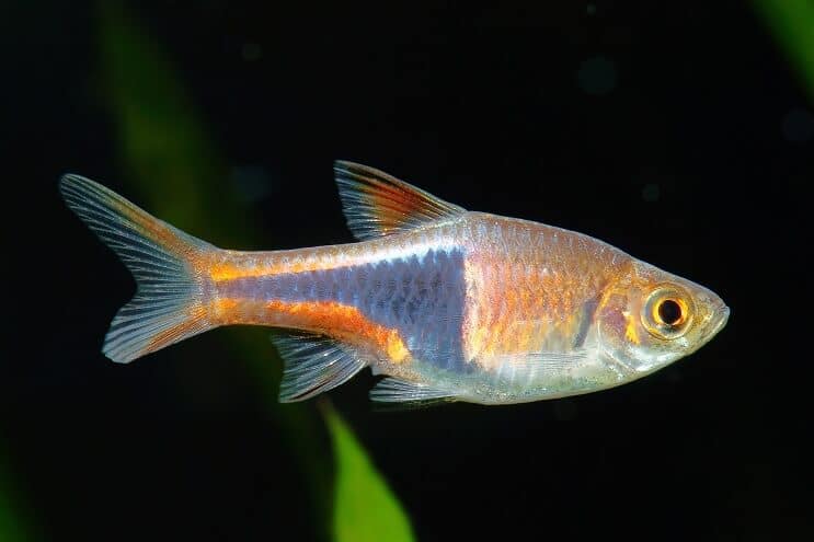 Njega Harlequin Rasbora