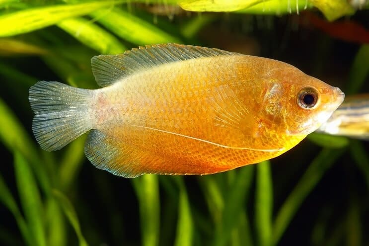 Medeni Gourami