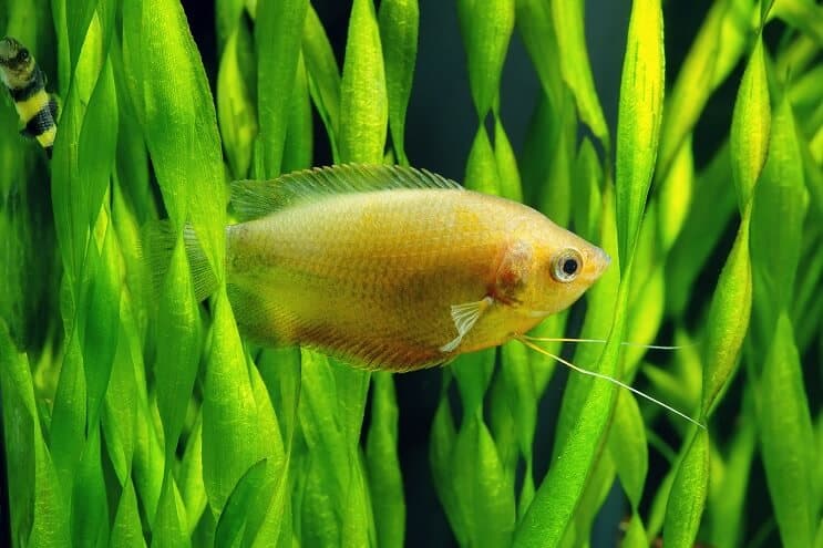 Njega meda Gourami