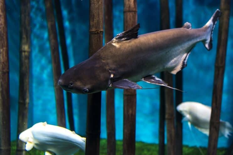 Pangasianodon hipophthalmus