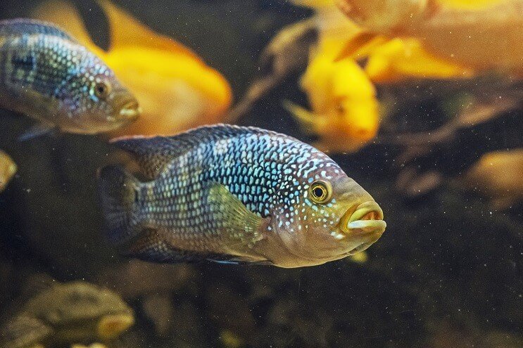 Jack Dempsey Izgled ribe