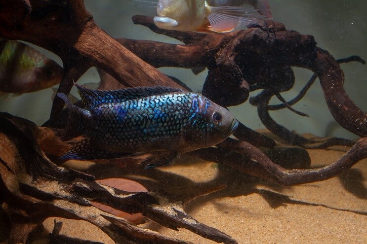 Uvjeti tenka za Jack Dempsey