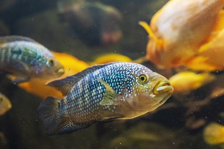 Dvije ribe Jack Dempsey