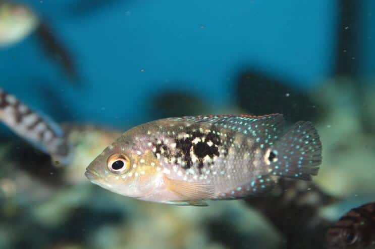 Maloljetnik Jack Dempsey Fish