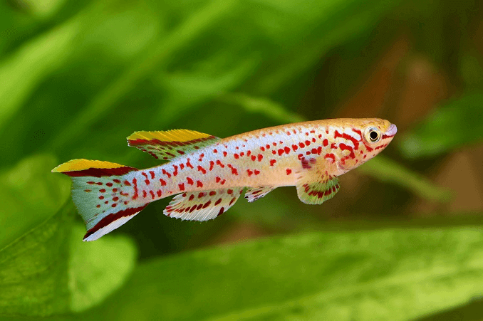 Killifish od plavog lira