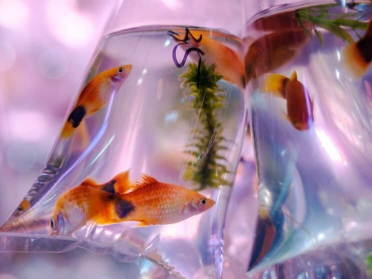 Molly Fish u vrećici