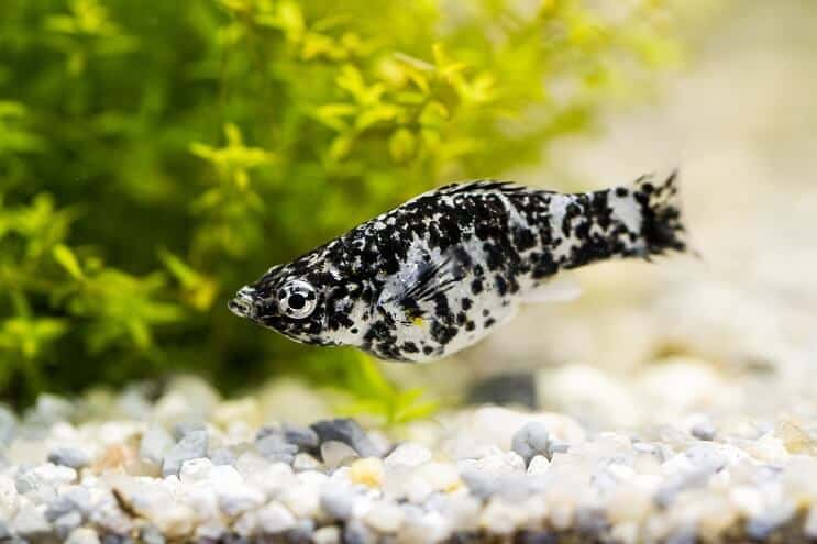Dalmatinska Molly Fish