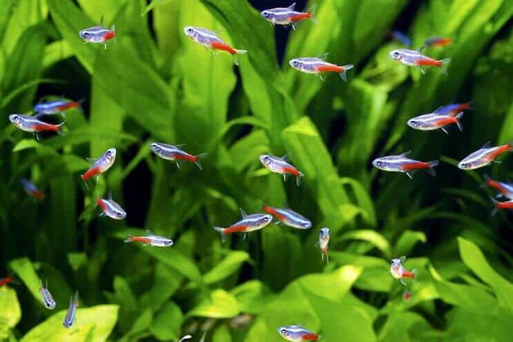 Neon Tetra plićak