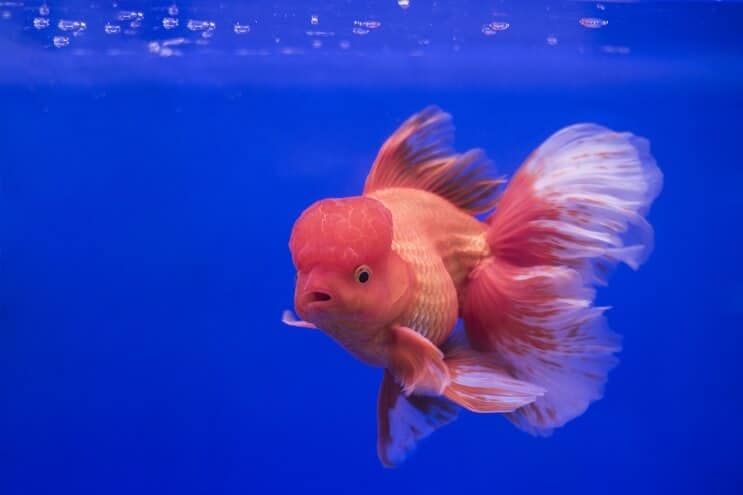 Zlatna ribica Oranda