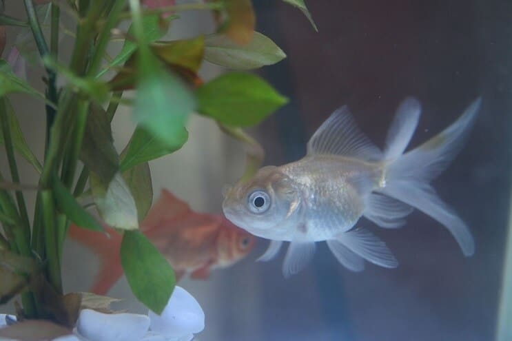 Plava ribica Oranda