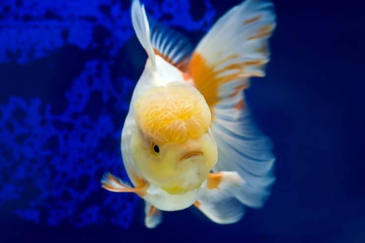 Oranda Zlatna ribica Plivanje
