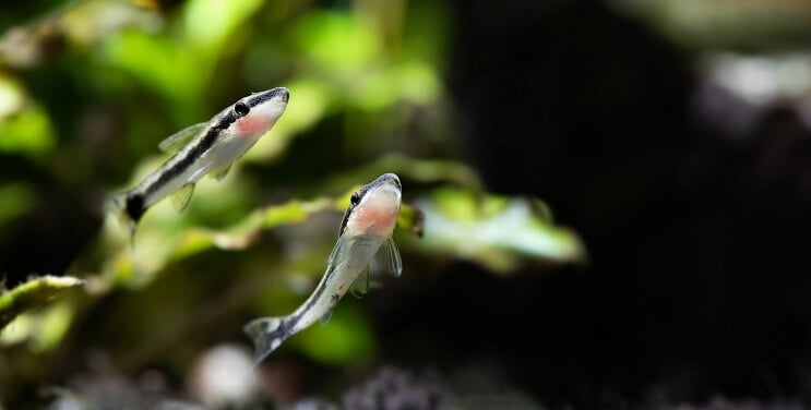Otocinclus Kupanje