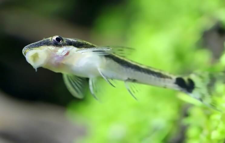 Otocinclus zapeo na spremniku