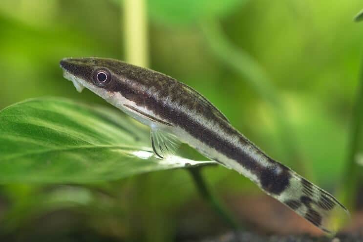 Njega Otocinclus
