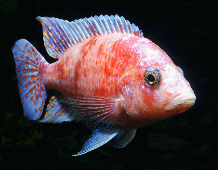 Afrički Malavi Cichlid