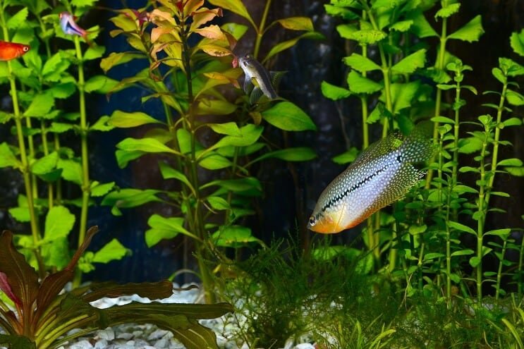 Biser Gourami u akvariju
