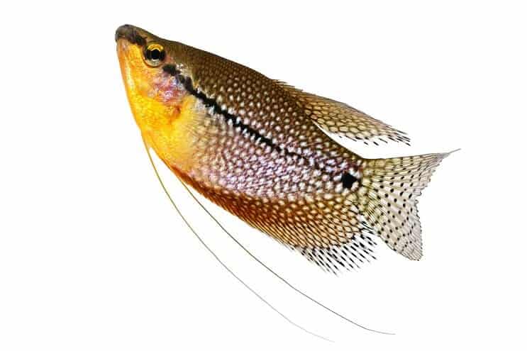 Biser Gourami izbliza
