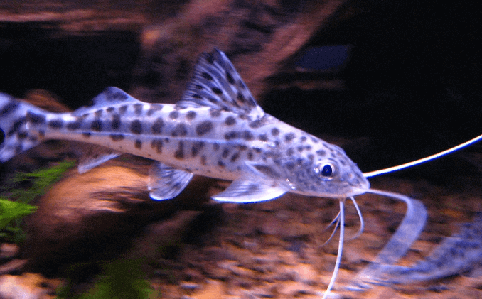 Izgled Pictus soma