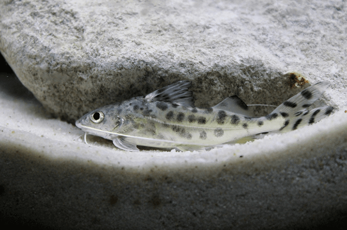 Plivanje soma Pictus