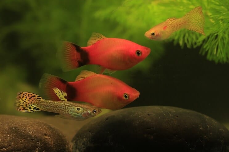 Guppy i Platy