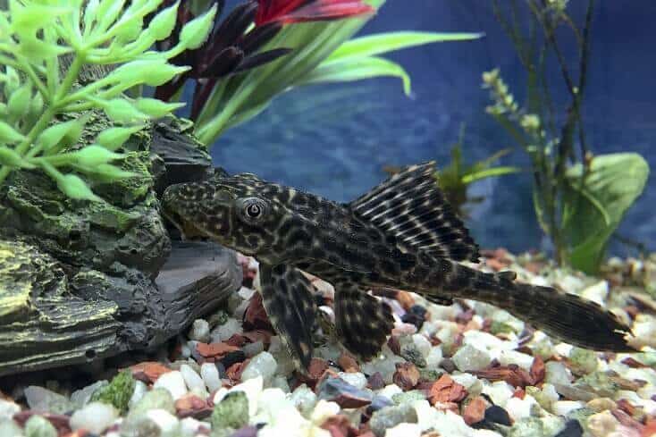 Pregled plekostoma