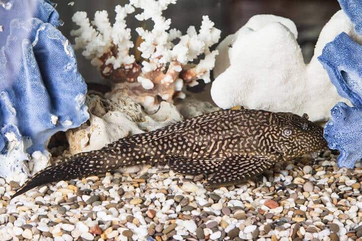 Obični Pleco