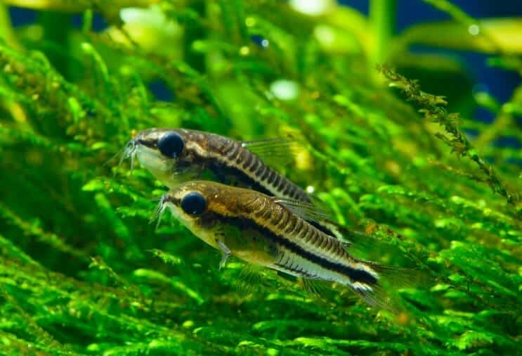 Pregled pigmeja Coryja